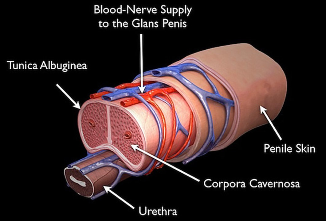 Different parts in the Penis anatomy: Skin, Corpora Cavernosa, Urethra