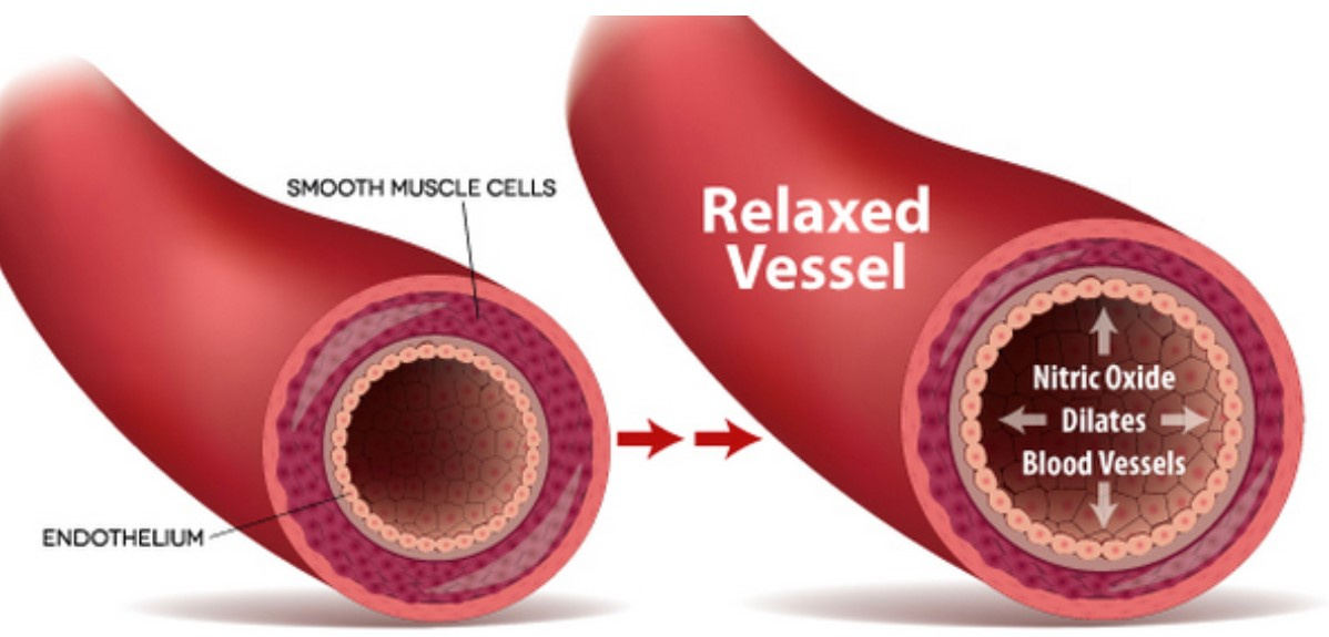 How NO (Nitric Oxide) can dilates blood vessels.